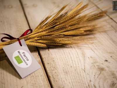 ...pi� uno non classificabile: il farro monococco